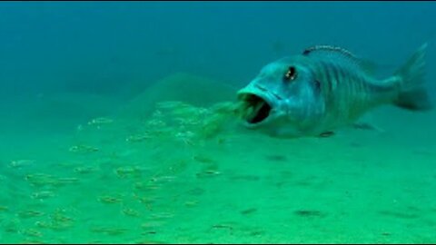 Mouthbrooding Fish - Curious Creatures