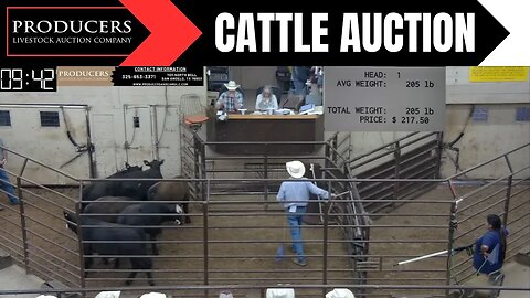 8/3/2023 - Producers Livestock Auction Company Cattle Auction