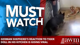 German Shepherd’s Reaction To Tiger Doll In His Kitchen Is Sending The Internet Into Stitches