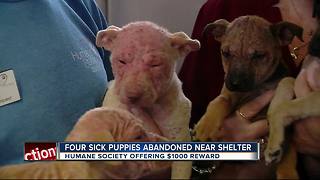 Sick puppies abandoned on the sidewalk, just steps from shelter doorstep