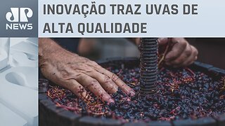 Nova técnica na produção de vinho ganha espaço no Cerrado; saiba detalhes