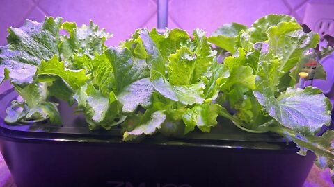 Day 22 Hydroponic Experiment: Harvest Day 1