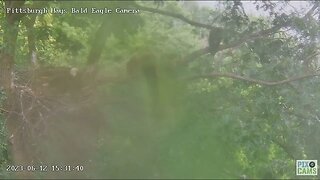 Hays Eagles H19 Flies Limb to Limb up the Nest Tree 2023 06 12 15:31:08