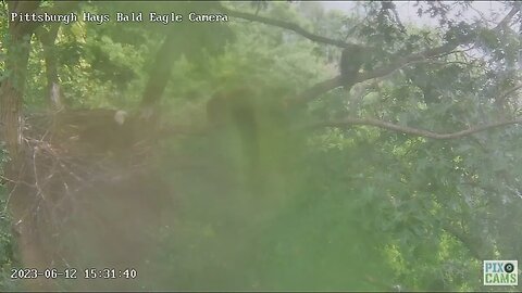 Hays Eagles H19 Flies Limb to Limb up the Nest Tree 2023 06 12 15:31:08