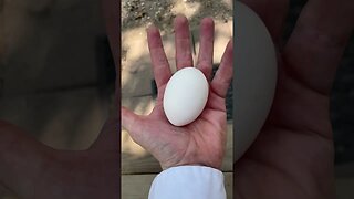 Big ol white #egg #chicken