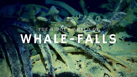 The Stages of Whale Decomposition | Nature World Explore