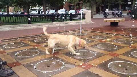 A Funny Dog Plays With A Water Fountain