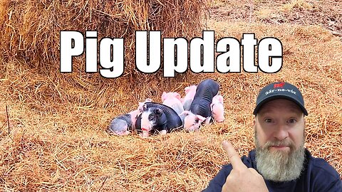 Update on the Pigs and Piglets @UncleTimsFarm