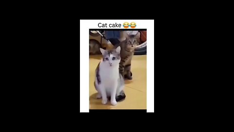 cat cake😂 #funny #viral #trendinf #rumble