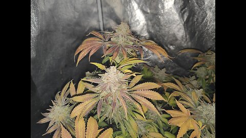 Day 49 Life Saver x Apples and Angels (Flush)