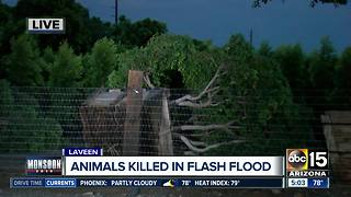 Animals killed in monsoon flooding in Laveen