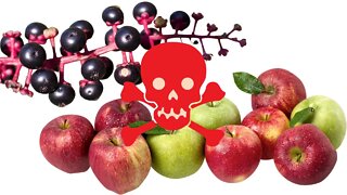 Apples are deadly- Spit That Out RIGHT now!!!
