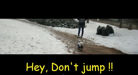 A cute dog playing with snow