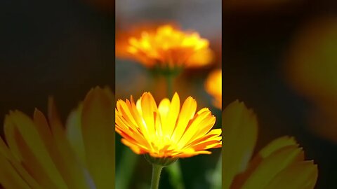 CALENDULA FLOWERS: Beautiful in the pollinator garden or with your herbs.