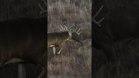 We Had A Buck Absolutely DESTROY Our Decoy!