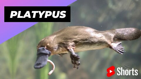 Platypus 🦆 A Cute Animal That Can Actually Kill You #shorts