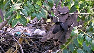 Eagles share a meal while they guard their eggs in the nest