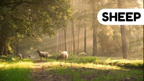 #kolinsky • Flock of Sheep Grazing in the Woods