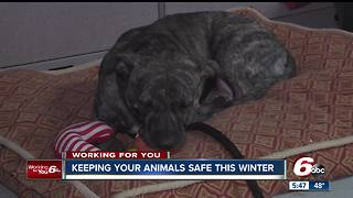 Keeping pets outdoors during extreme winter temperatures is illegal in Indiana