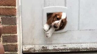 Cute canine learns to use dog flap to leave house