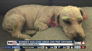 Woman's dog dyed green and pink by groomer