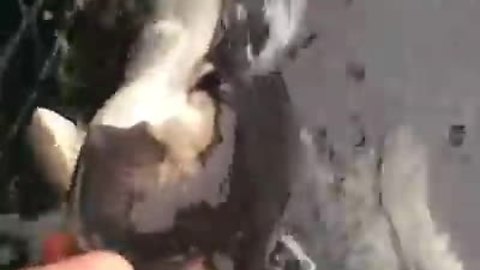 Friendly Stingray Enjoys Being Fed By Humans