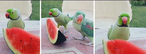 Two Parrots sharing a slice of a watermelon