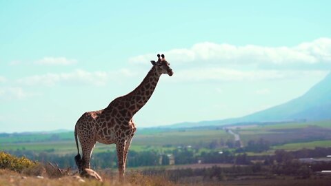 HD Giraffe in the Wild Video/Background | No Text | No Sound @OneMinuteVideo