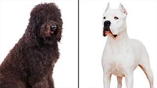 2 New Dog Breeds Recognized by the American Kennel Club