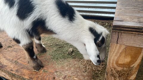The #Goat Report with Lummy! #TheBubbaArmy #goats #farm #farms #animals