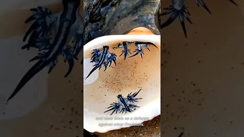 Blue Sea Dragon 🌊 One Of The Most Beautiful Sea Creatures, Glaucus Atlanticus #shorts