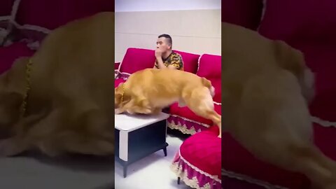 Pets Funny short videos and reels 62