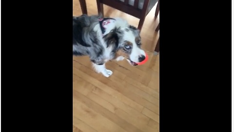 Australian Shepherd howls when he squeaks toy