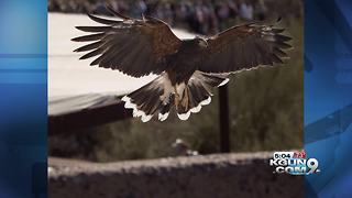 Missing Harris Hawk returns to Arizona-Sonora desert museum