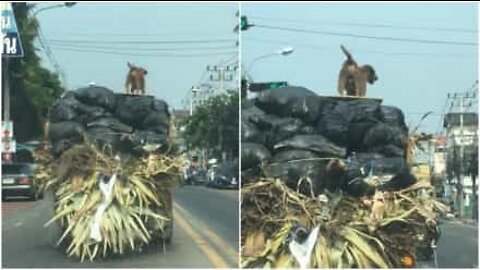 Surfer dog rides truck in Thailand