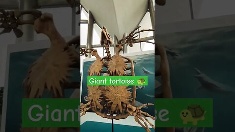 Giant tortoise 🐢🐢 #giant #tortoise #skull #oceanografic #valencia #europe #spain #europe #random