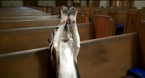 HOLY BEAGLE goes to a church to Repent!