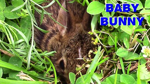 Wild Baby Bunny Hiding in Backyard