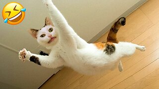 Funniest Dogs And Cats Videos 😅 - Best Funny Animal Videos 2023 😇