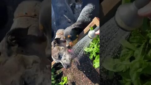 Dogs drinking from a hose