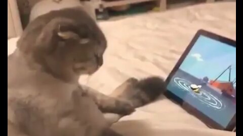 A cat watching a cartoon on his tablet