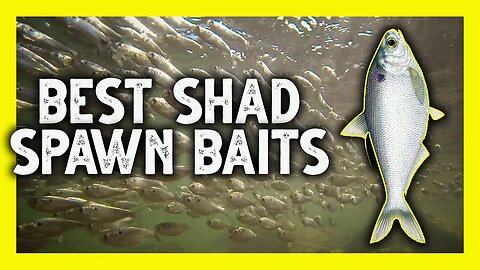 OPTIMIZING the Shad Spawn with the BEST Baits Possible!