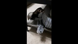 Crazy Ferret's Sneak Attack
