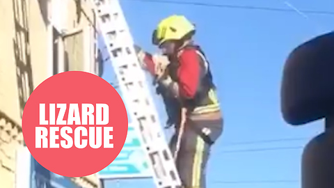 Firefighters rescue pet iguana after it got trapped on a roof SUNBATHING