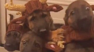 La magie de Noël: ces chiots se transforment en rennes