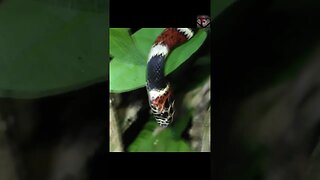 The False Coral Snake Facts #shorts #amazingfacts #animals #snake