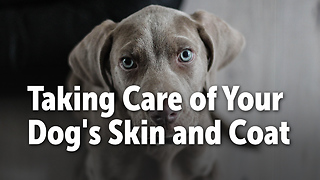 Taking Care of Your Dog's Skin and Coat