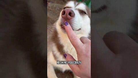 What my husky is REALLY thinking…