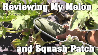 Reviewing My Melon and Squash Patch