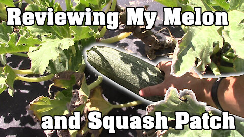 Reviewing My Melon and Squash Patch